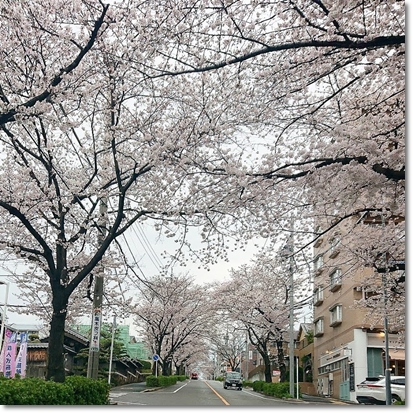 名古屋の桜坂♪